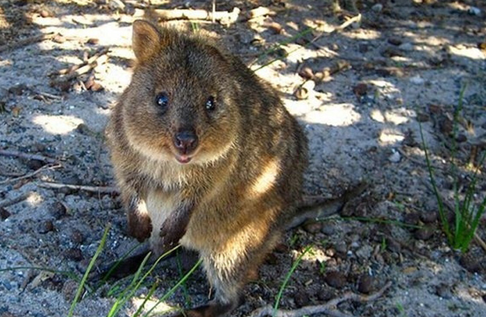 Quokka